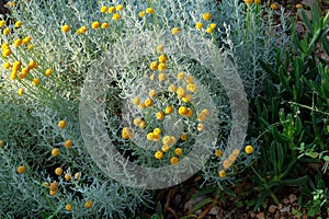 Yellow flowers for herbalism. Medicinal herb. Helichrysum flowers on green nature background photo