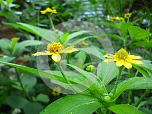 Yellow flowers hermosos y adorables