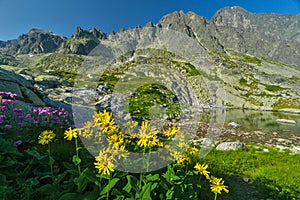 Yellow flowers at High Tatras mountains