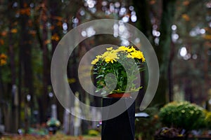 Yellow flowers on historic cemetery in Lommel, Belgium.