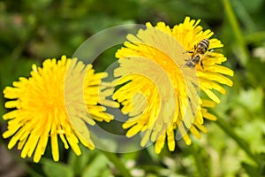 Yellow flowers and Honey bee collecting pollen