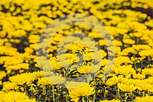 Yellow flowers in honor of the Vietnamese new year. Lunar new year flower market. Chinese New Year. Tet