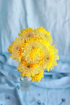 Yellow flowers hrysanthemums in a vase on a blue background