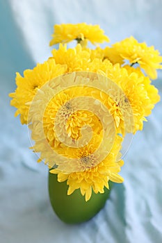 Yellow flowers hrysanthemums in a vase on a blue background