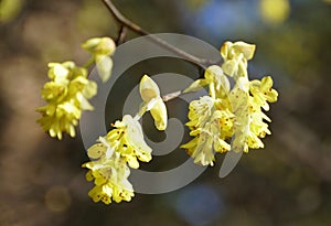 The yellow flowers of Hybrid Witch-Hazels tree, with scientific name Hamamelis Intermedia