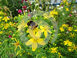 Yellow flowers hypericum and bumblebee