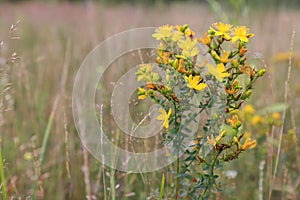 Yellow flowers of Hypericum perforatum (perforate St John`s-wort) in a field in the morning, close up, copy space