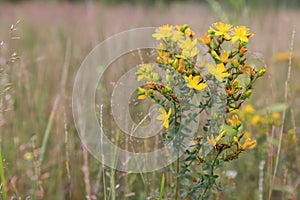Yellow flowers of Hypericum perforatum (perforate St John`s-wort) in a field in the morning, close up, copy space photo