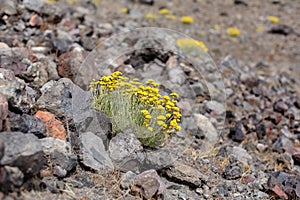 Yellow flowers of immortelle Italians