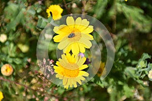 Yellow flowers with insect outdoors photo