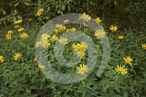 Yellow flowers of Inula salicina plant