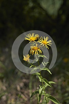 Yellow flowers of Inula salicina plant