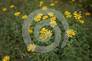 Yellow flowers of Inula salicina plant