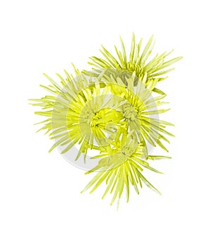 Yellow flowers isolated on white