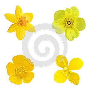 Yellow flowers isolated on a white background. Set.