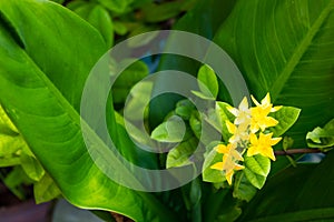 Yellow flowers or Ixora chinensis Lam on a green background.