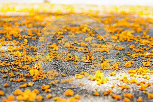 Yellow flowers of Jacaranda