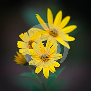 Yellow flowers of Jerusalem artichoke Helianthus tuberosus