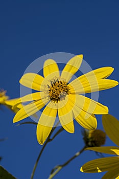 Yellow flowers of The Jerusalem artichoke (Helianthus tuberosus). Flowering sunroot, sunchoke, wild sunflower,