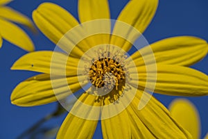 Yellow flowers of The Jerusalem artichoke (Helianthus tuberosus). Flowering sunroot, sunchoke, wild sunflower,