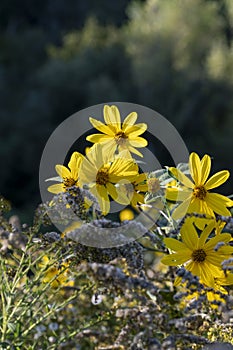 Yellow flowers of The Jerusalem artichoke (Helianthus tuberosus). Flowering sunroot, sunchoke, wild sunflower,