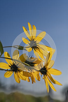 Yellow flowers of The Jerusalem artichoke (Helianthus tuberosus). Flowering sunroot, sunchoke, wild sunflower,