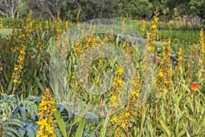 Yellow flowers in Kirstenbosch botanical Garden, Cape Town