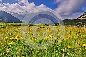 Yellow flowers in Kobylia dolina valley in High Tatras during summer