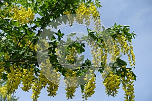 Yellow flowers of Laburnum anagyroides densely packed in pendulous racemes