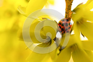 Yellow flowers with ladybug macro