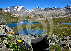 Yellow Flowers, lakes and mountains in the Nivolet plan - Gran Paradiso National park - Italy