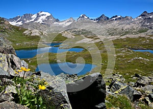 Yellow Flowers, lakes and mountains in the Nivolet plan - Gran Paradiso National park - Italy photo