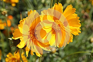 Yellow flowers of lance-leaved coreopsis or Coreopsis lanceolata