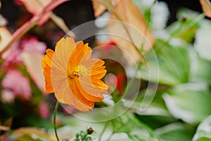 Yellow flowers of lance-leaved coreopsis Coreopsis lanceolata in garden