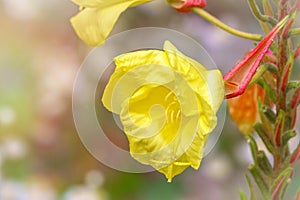 Yellow flowers of Large Flowered Evening Primrose, Oenothera glazioviana