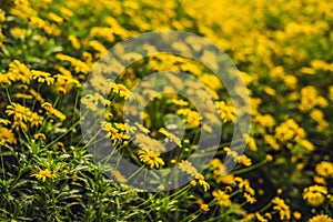 Yellow flowers of large-flowered tickseed or Coreopsis grandiflora