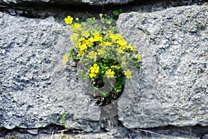 Yellow flowers on the large grey stones