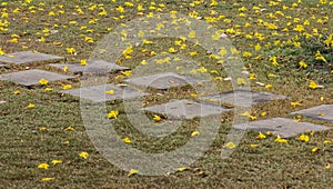 Yellow flowers on the lawn