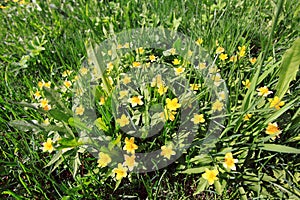 Yellow flowers on the lawn