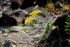 Yellow flowers of Leontodon rigens.