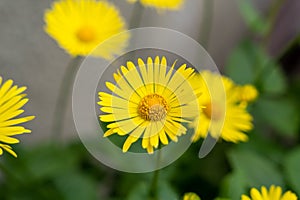 Yellow flowers of Leopard\'s Bane (Doronicum orientale