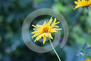 yellow flowers like daisies on a green blurred background. Close up Doronicum flowering plants