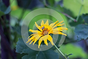 yellow flowers like daisies with insect on a green blurred background. Close up Doronicum flowering plants