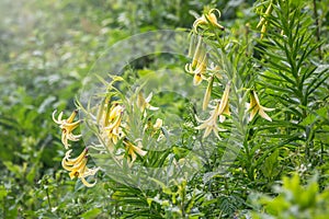 Yellow flowers of Lily Kesselring - Lilium kesselringianum