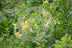 Yellow flowers of Lily Kesselring - Lilium kesselringianum