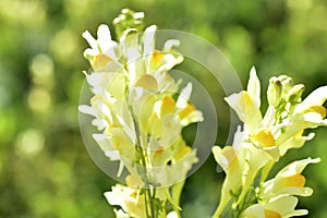 Yellow flowers of linaria vulgaris in a forest field