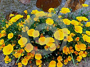 yellow flowers in macro