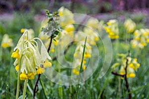 Yellow flowers in macro. Nature in Tekeli. Spring. Kazakhstan.