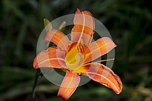 Yellow flowers of Madonna Lily or Lilium candidum on blurred green background