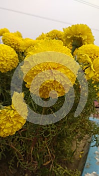 Marigold, marigold flowers images